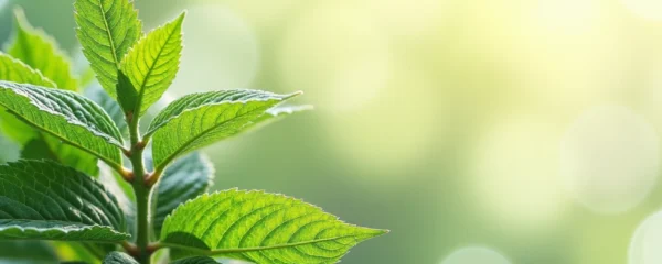 phytotherapie-comment-les-plantes-sont-utilisees-pour-soulager-les-maux-courants